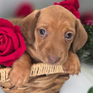 Name:Briar Puppy Gender : Male   Age: 8 Weeks