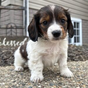 Name:Jude Puppy Gender : Female  Age: 8 Weeks