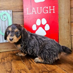 Name:Abbie Puppy Gender : Female  Age: 8 Weeks