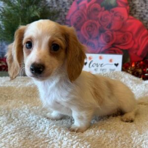Lili | Gender : Female Age: 8 Weeks