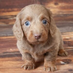 Jay | Gender : Male Age: 8 Weeks