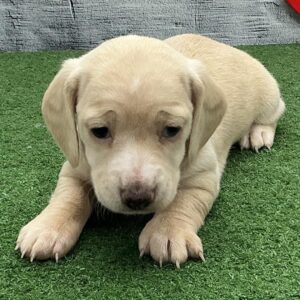 Isabella | Gender : Female Age: 8 Weeks
