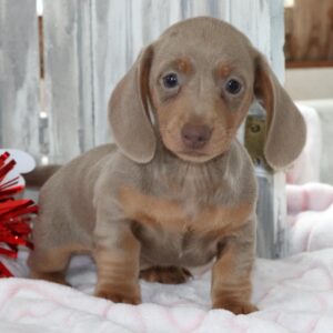 Archie | Gender : Male Age: 8 Weeks