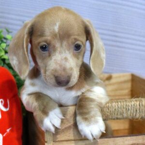 Nish | Gender : Female Age: 8 Weeks