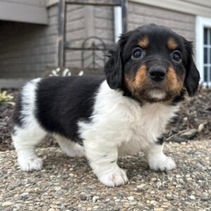 Wallace | Gender : Male Age: 8 Weeks