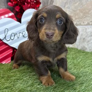 Zera | Gender : Female  Age: 8 Weeks